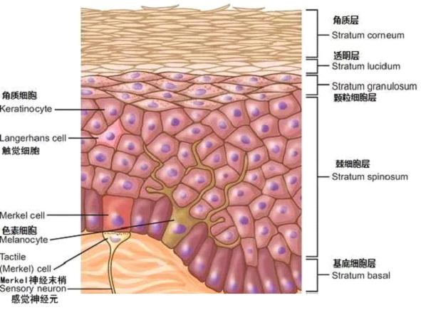 孚立美乳膏是如何淡化皮肤色素的？